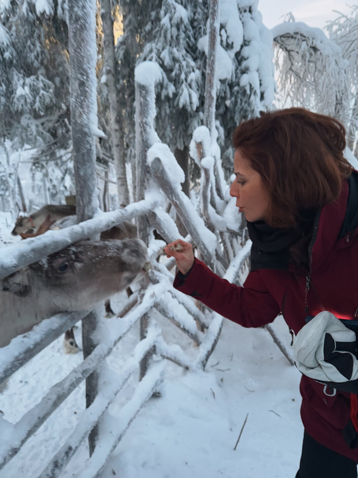 A guest leans in to feed a reindeer through a snow-laden wooden fence at the farm.