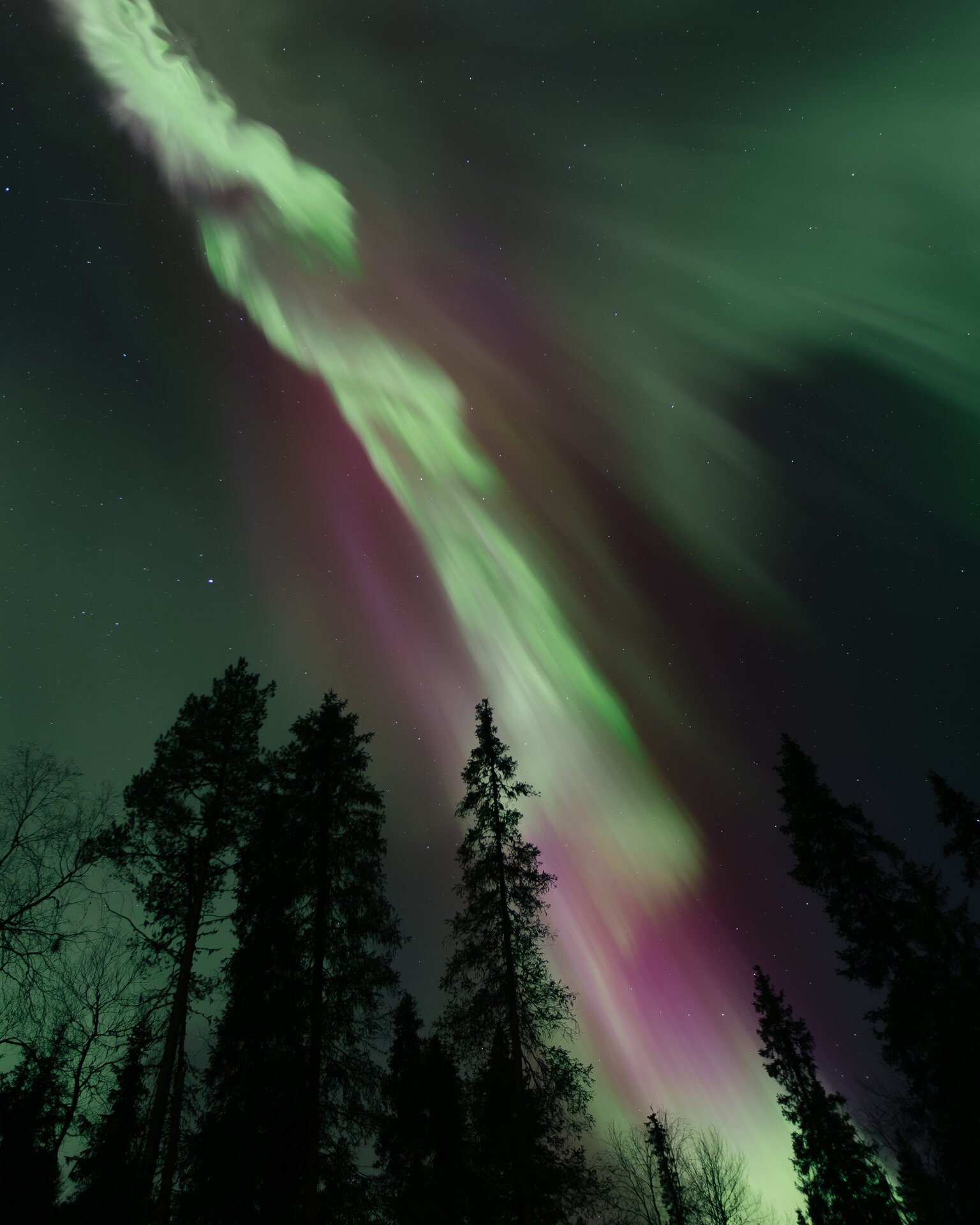 A vertical aurora pouring green and pink down the night sky above silhouetted spruce trees.