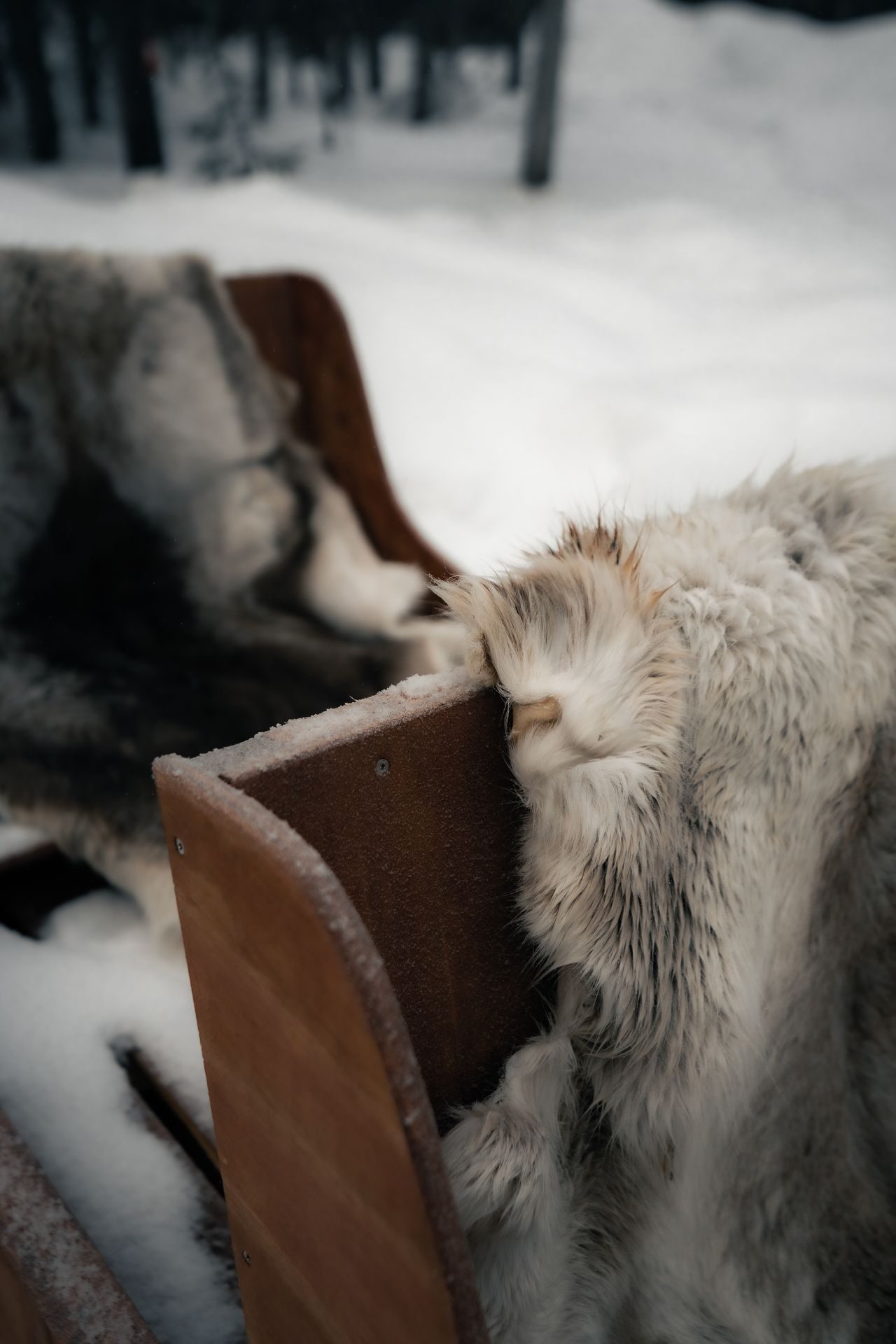 Reindeer hides draped over a wooden sleigh in the snow, soft and quiet at the edge of the forest.