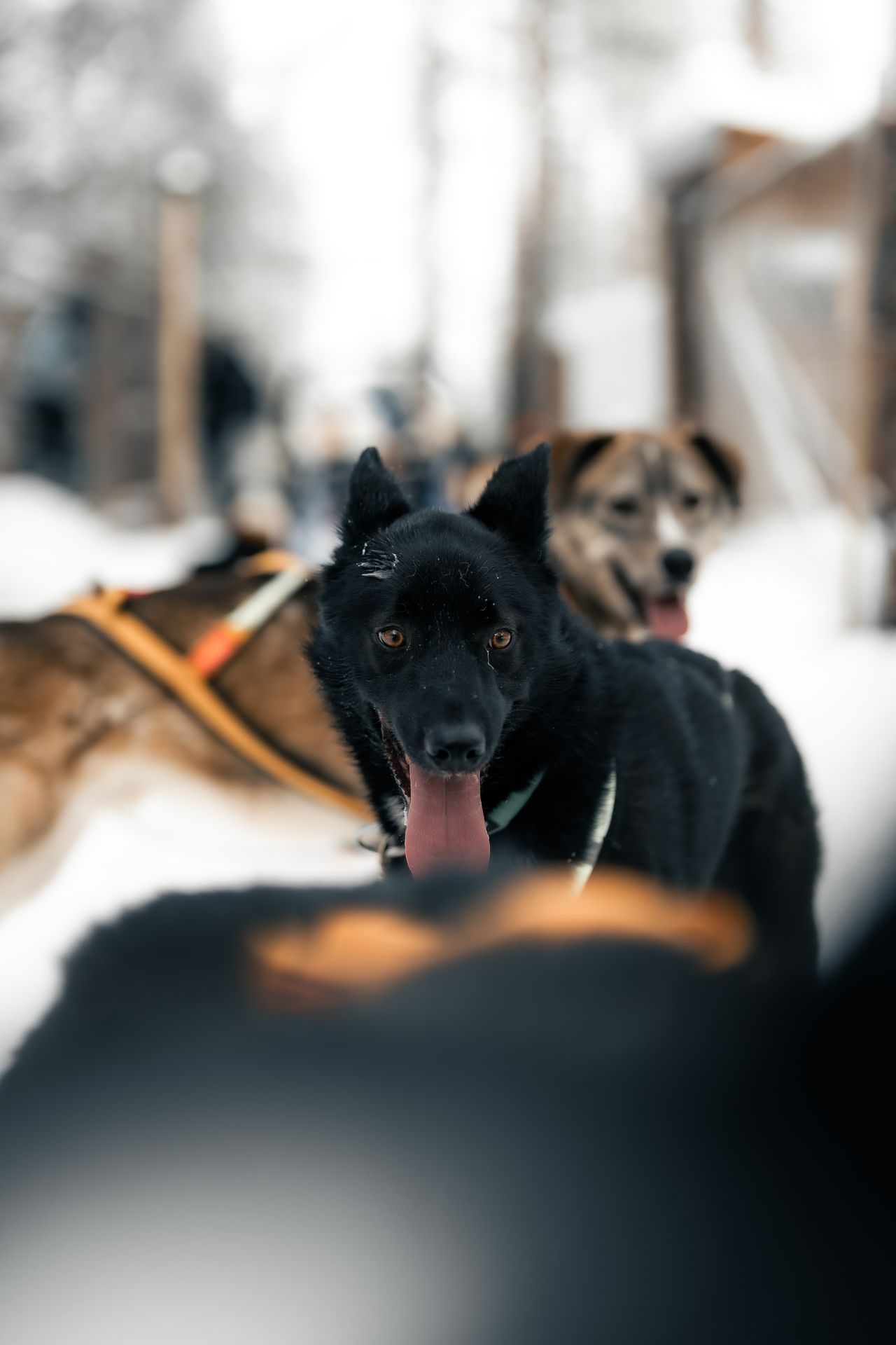 A husky team at rest in the snow during a sledding day.