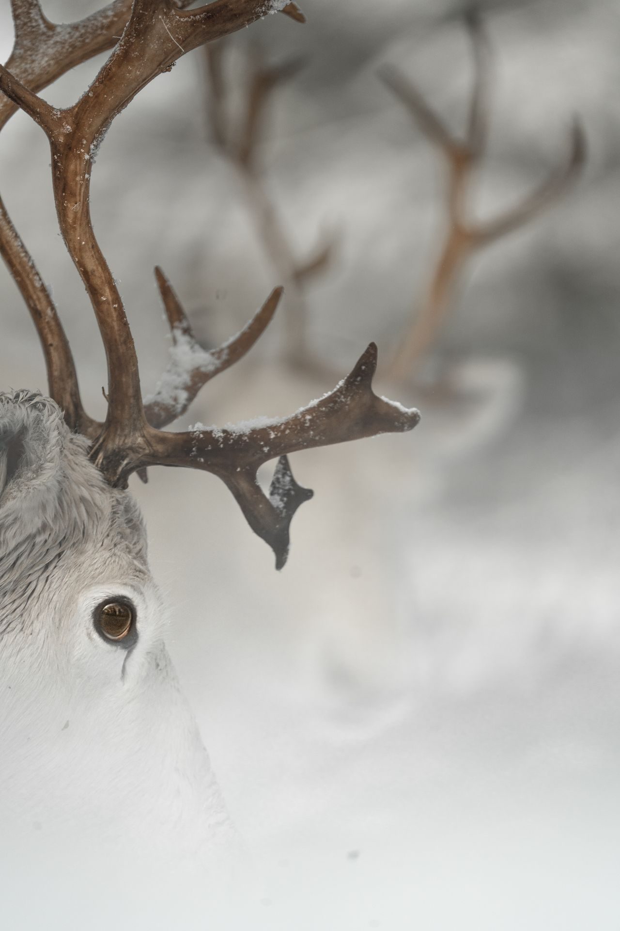A reindeer in the snow, antlers dusted with frost, gentle in its winter stillness.
