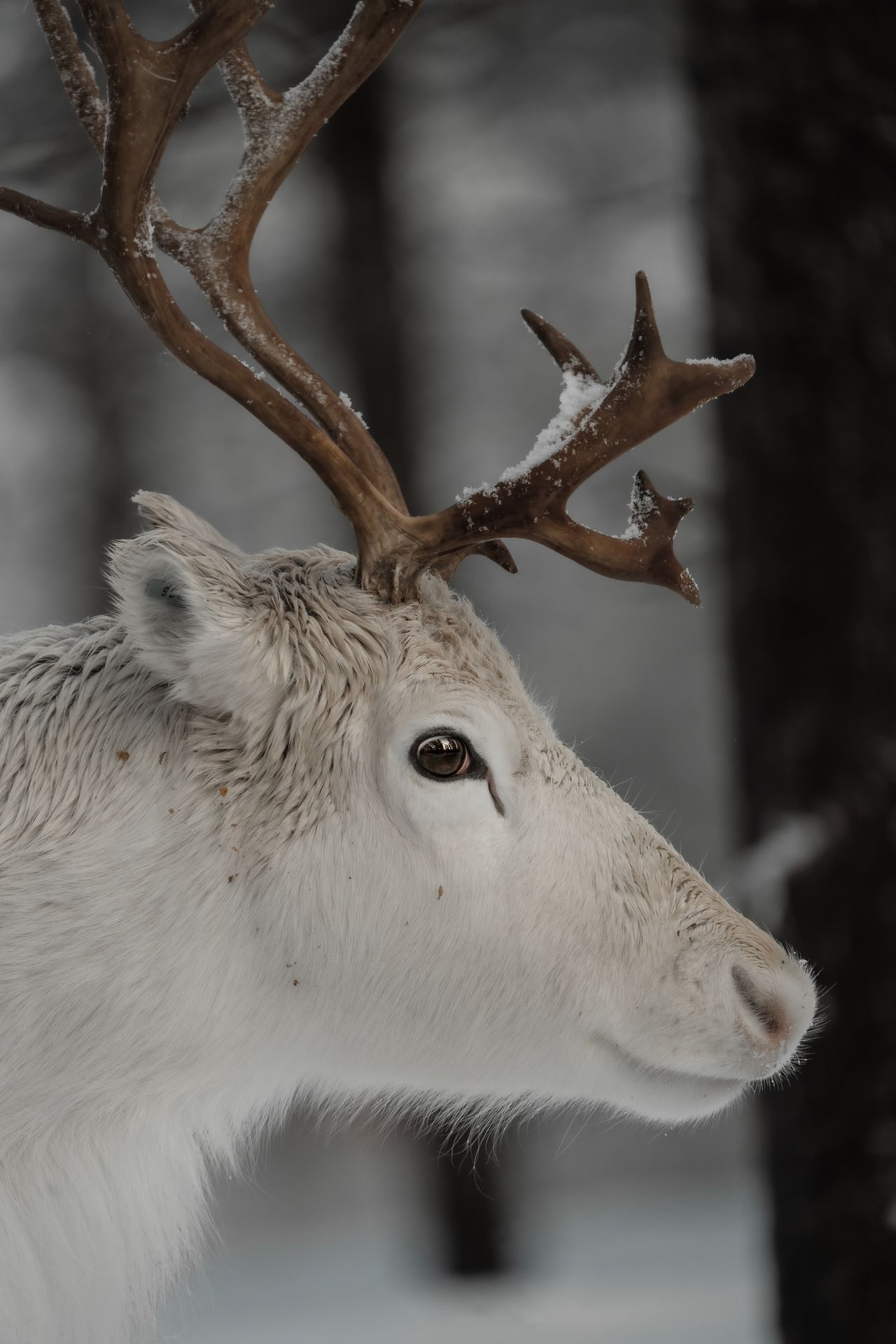 A quiet moment at the reindeer farm in soft winter light.