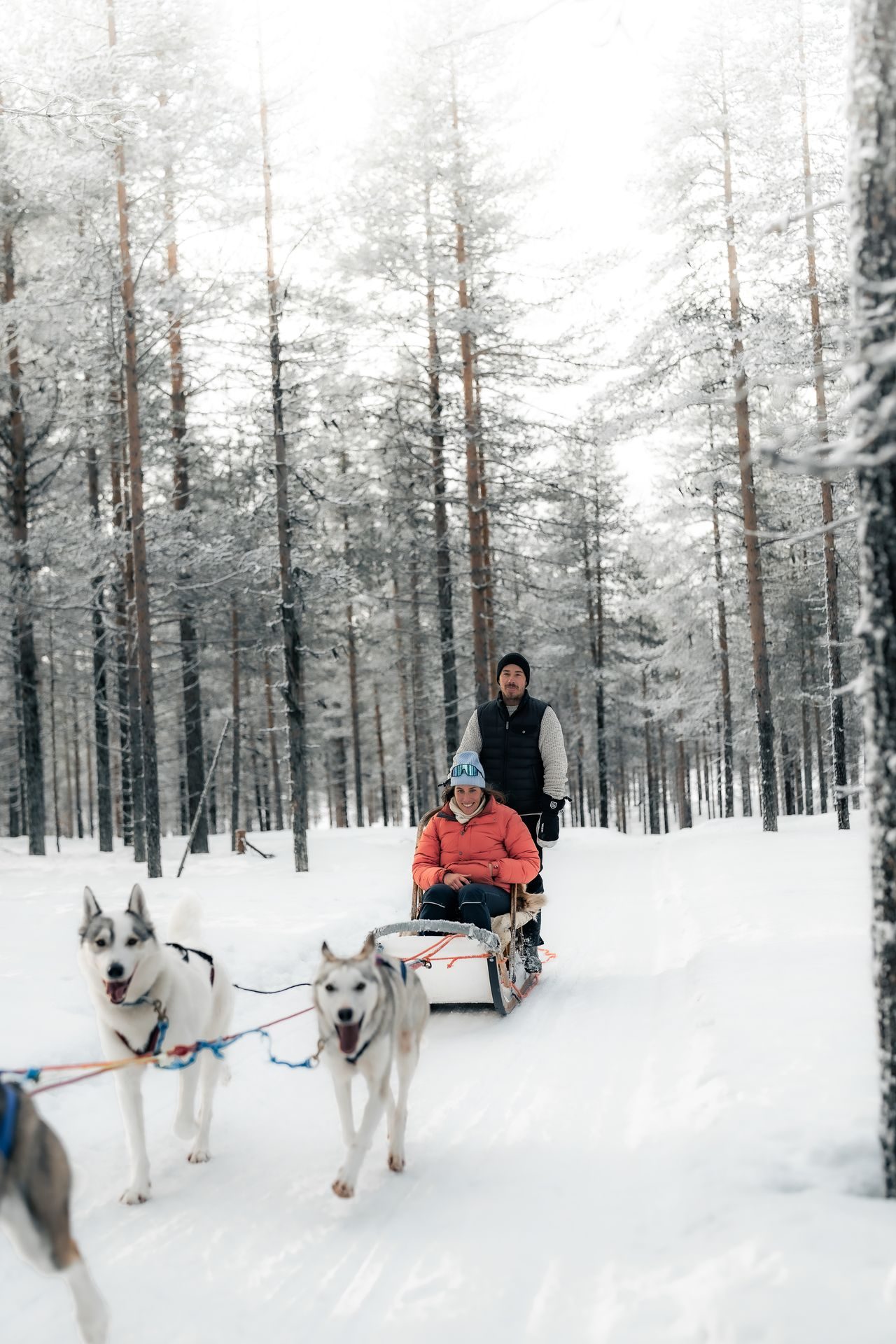 A husky sledding moment in the Lapland forest at Sixty Eight North.