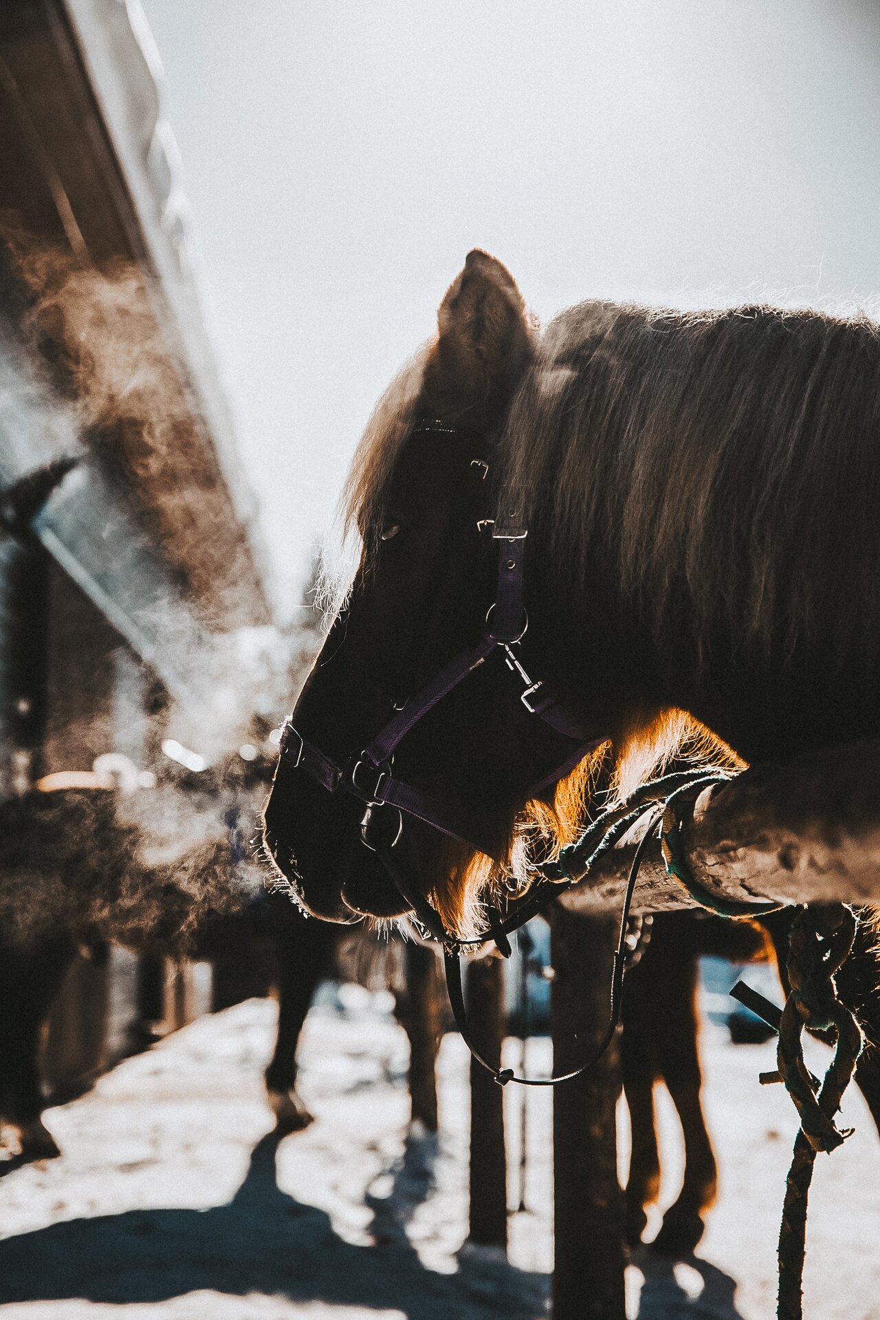 A rider on horseback on a snowy forest path, low arctic light.