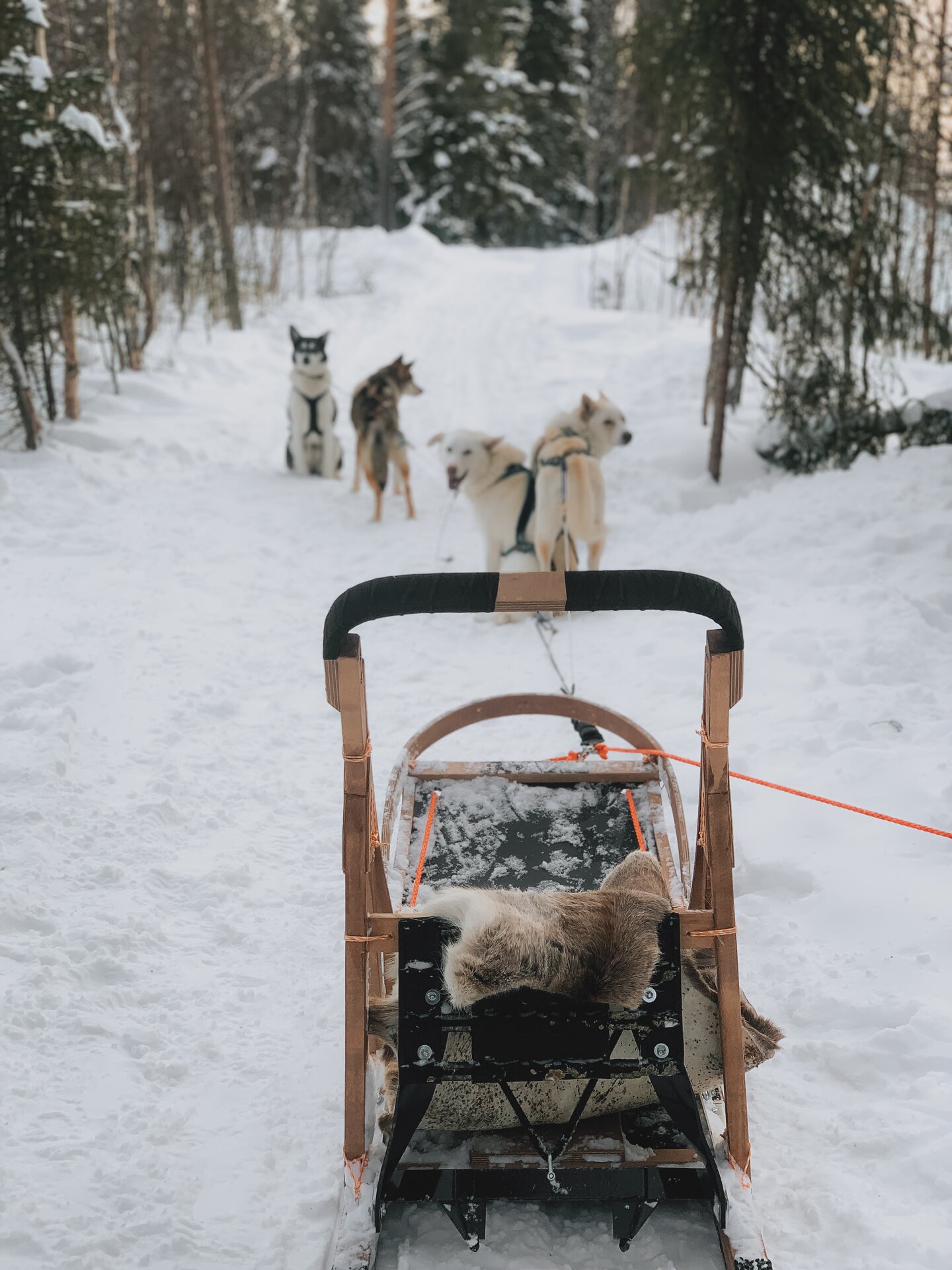 A team of huskies pulling a sled along a snowy forest trail.