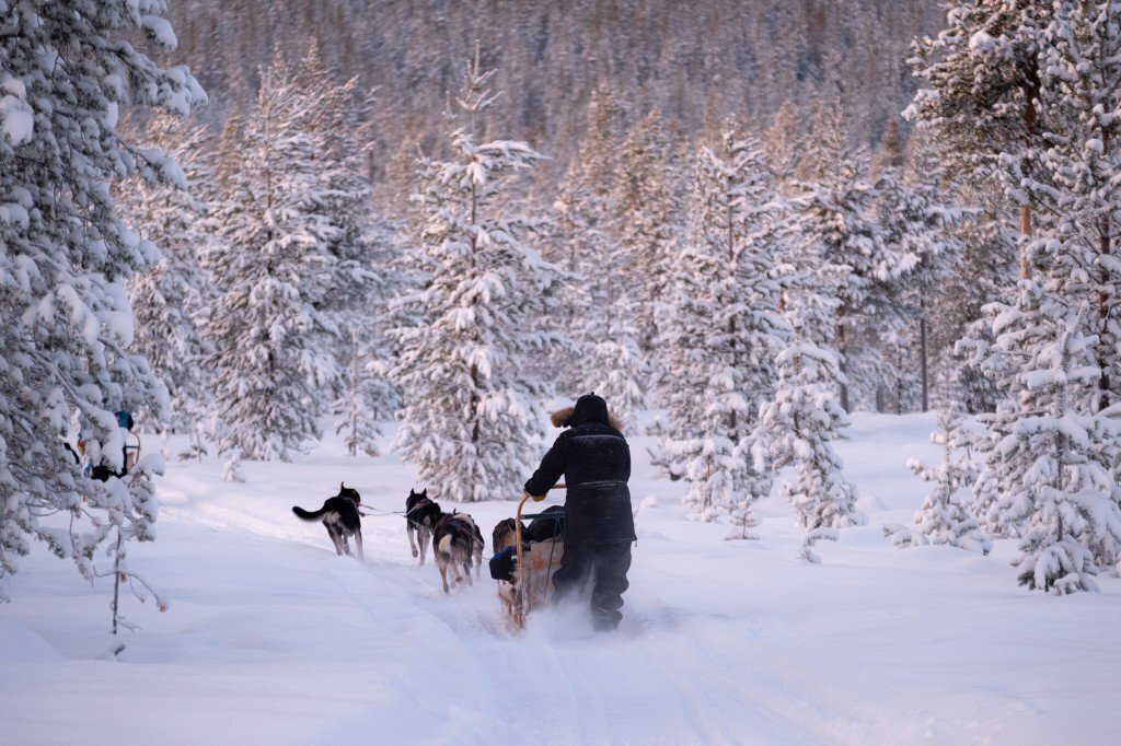 A team of huskies running a sled along a snow trail through pine forest near Levi, Finnish Lapland.