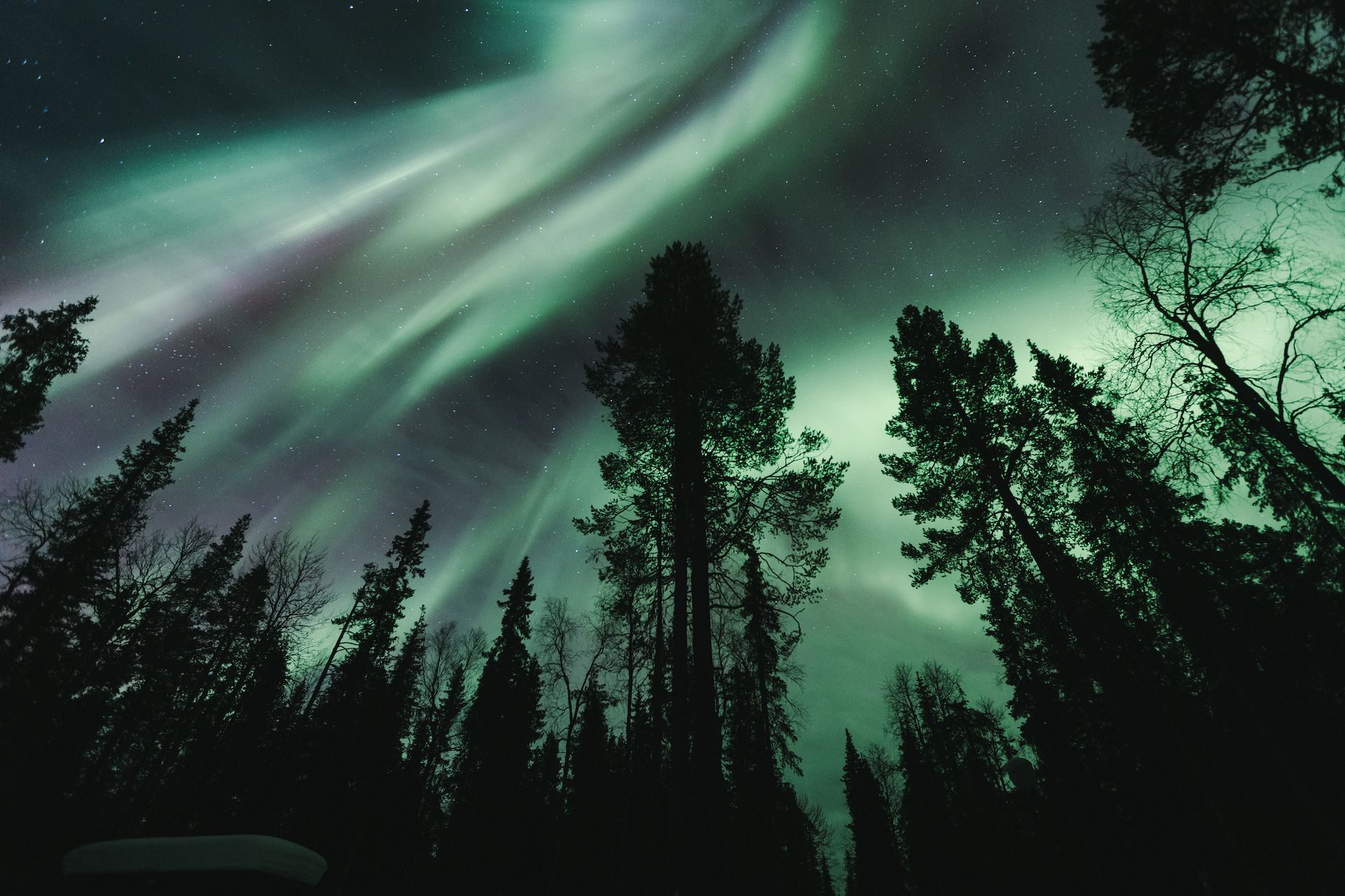 Green aurora pouring across the night sky above tall snow-laden pines at Sixty Eight North.