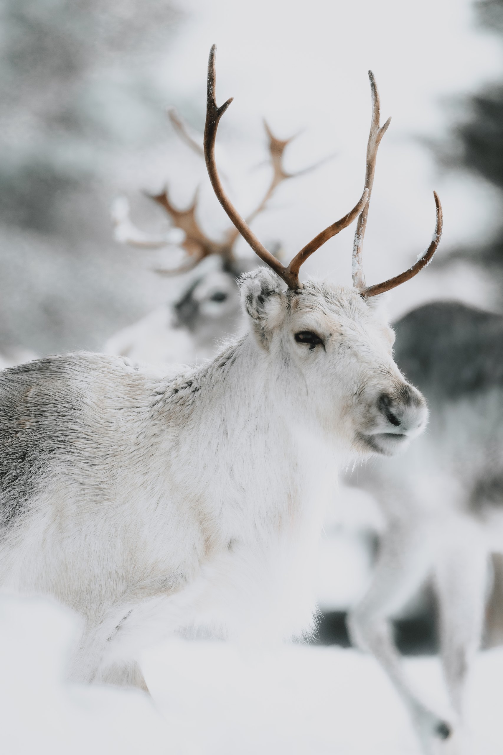 A snowmobile pausing in the arctic forest on the journey to the reindeer farm.