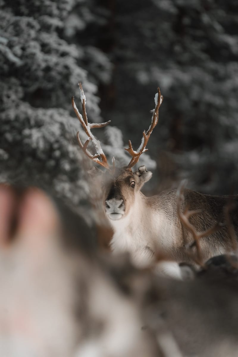 A reindeer in the snow, antlers dusted white, glimpsed through the trees at Sixty Eight North.