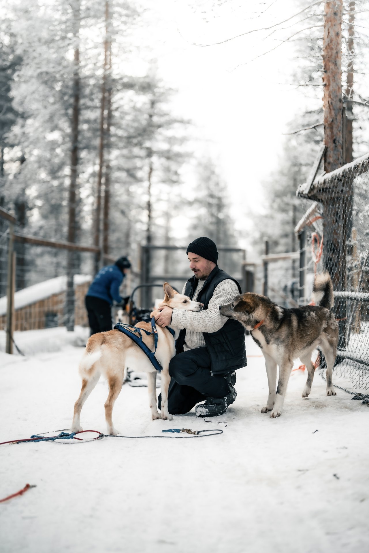 A close, quiet moment with the huskies between runs.