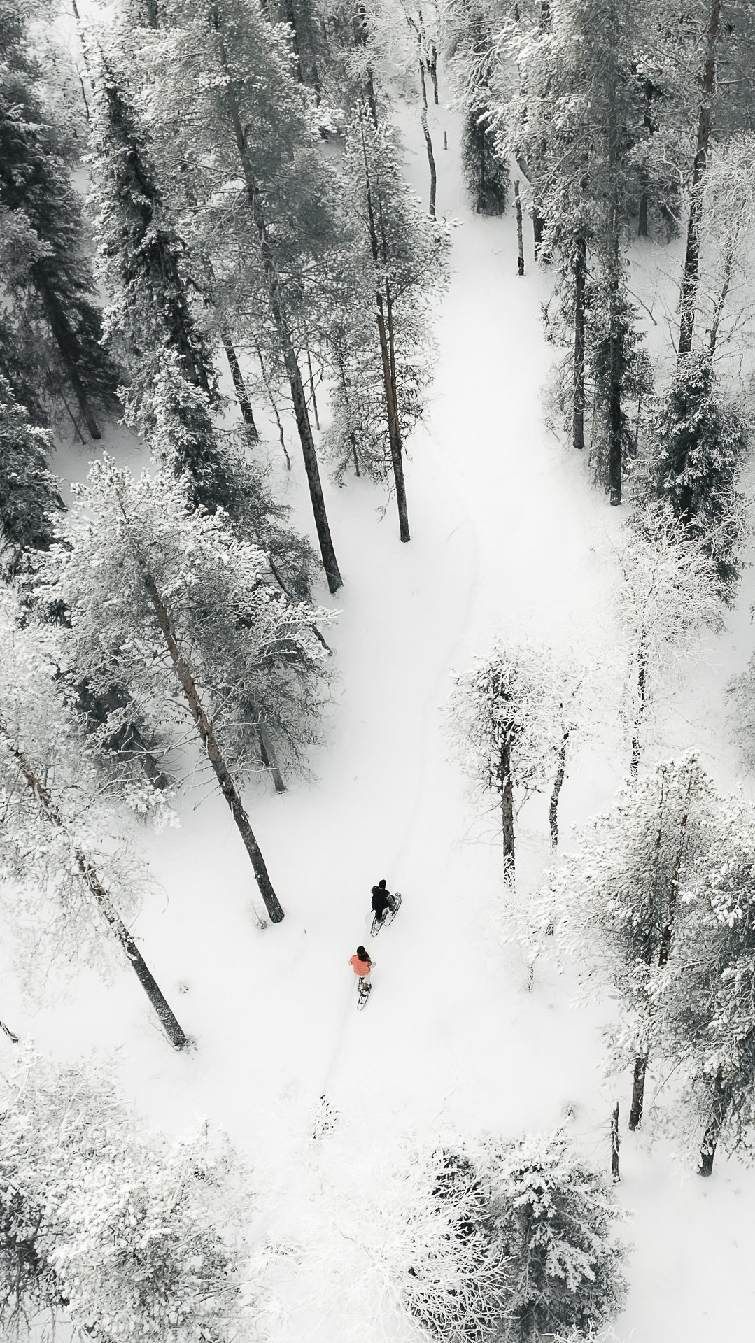 Snowshoes leaving fresh tracks across deep, untouched powder.