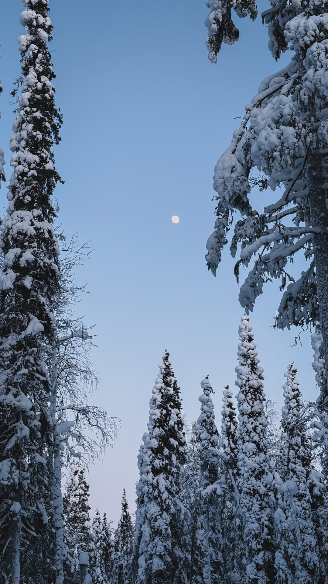 A headlamp catching ice crystals in the still air of the night forest.