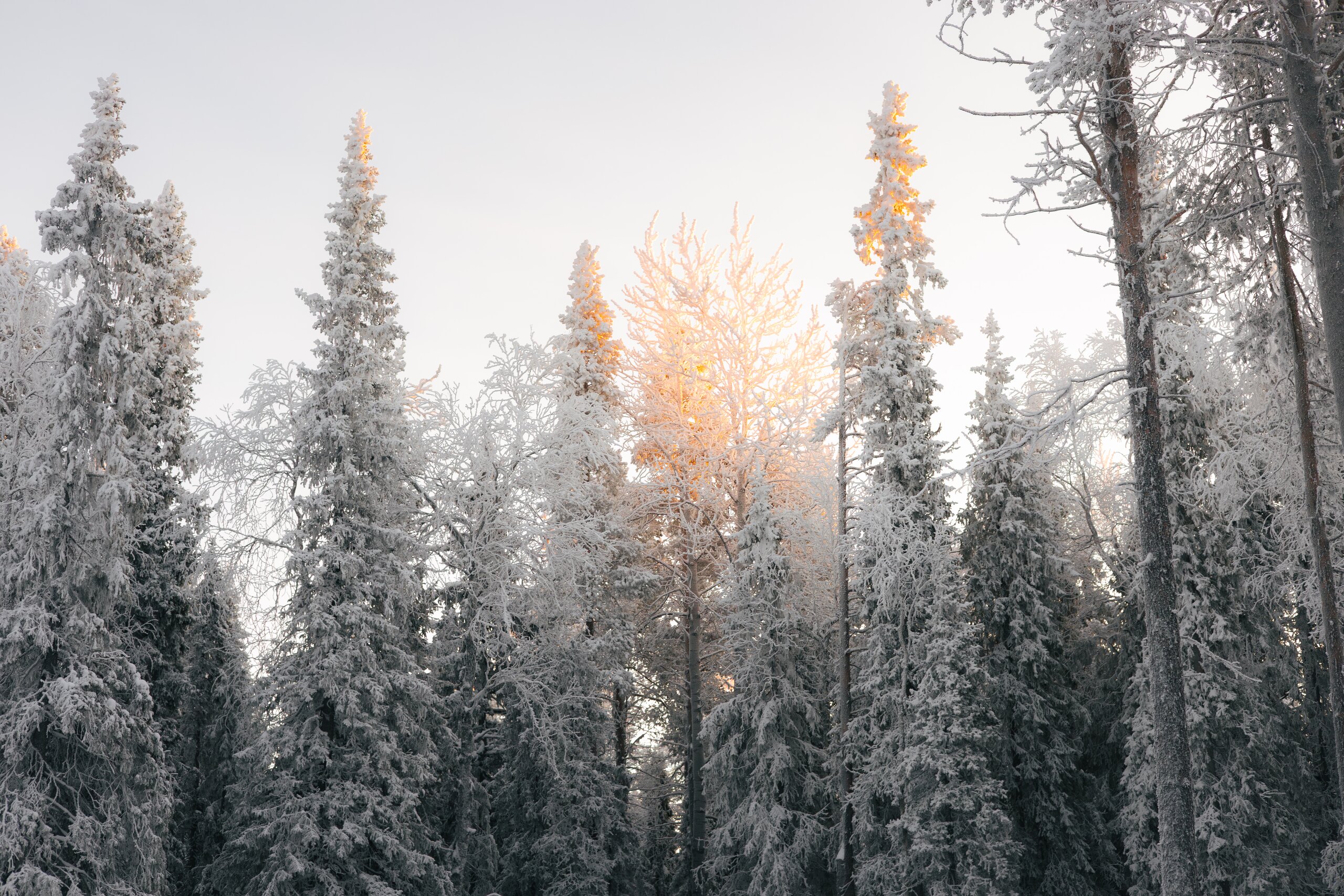 Snow-laden pines catching the soft glow of sunrise at Sixty Eight North in Finnish Lapland, above the Arctic Circle.