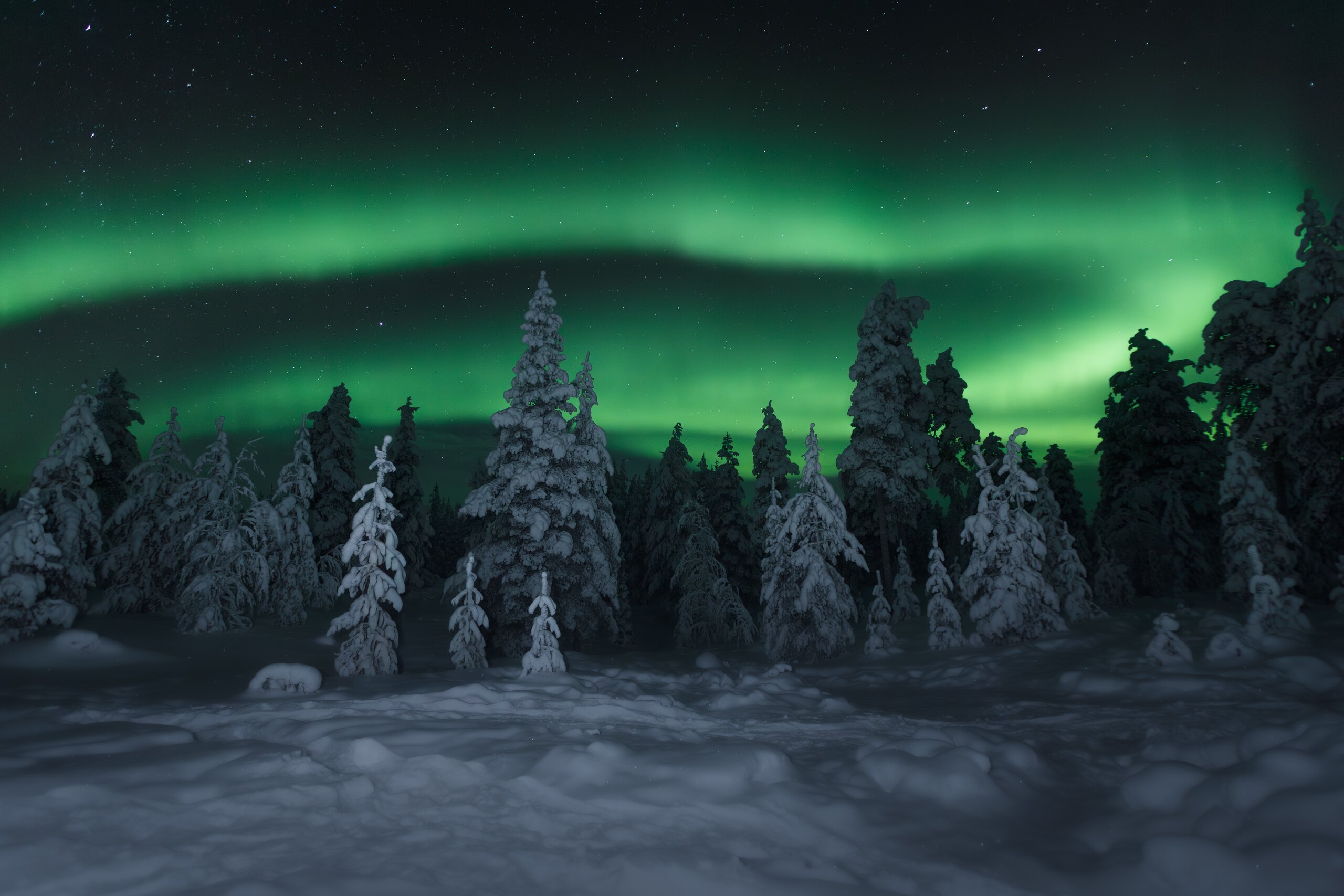 An aurora arc dancing across the dark sky above snow-laden pines at Sixty Eight North, pristine snow in the foreground.