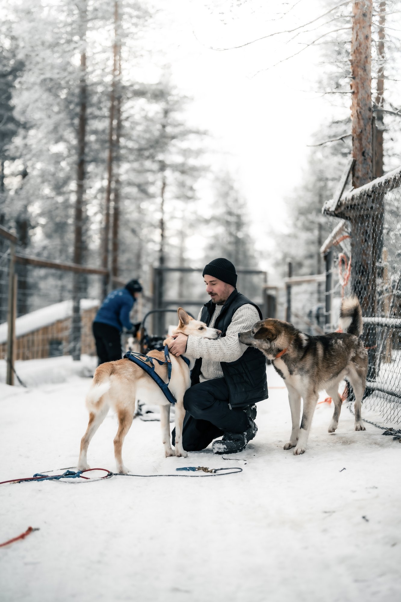 A guide kneeling on the snow at the husky kennel, greeting two sled dogs gently with both hands, arctic forest behind.
