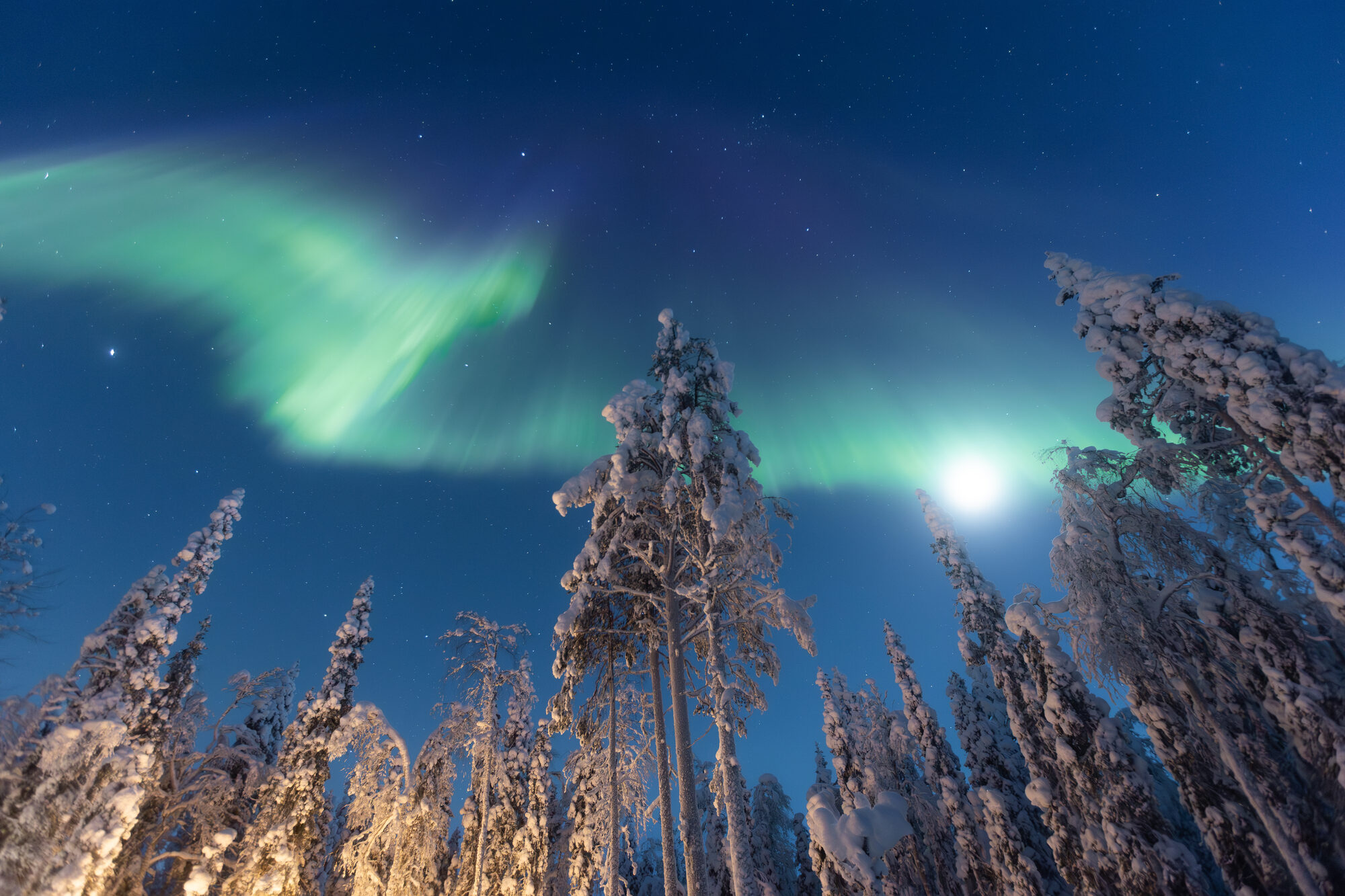 A green aurora band and a bright moon over snow-laden pine trees in the forest near Levi, Finnish Lapland.